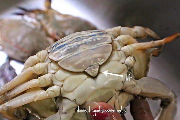 Tutorial: How to clean flower crabs - Catch Of The Day Singapore