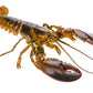 Live Boston Lobster (400-500G)