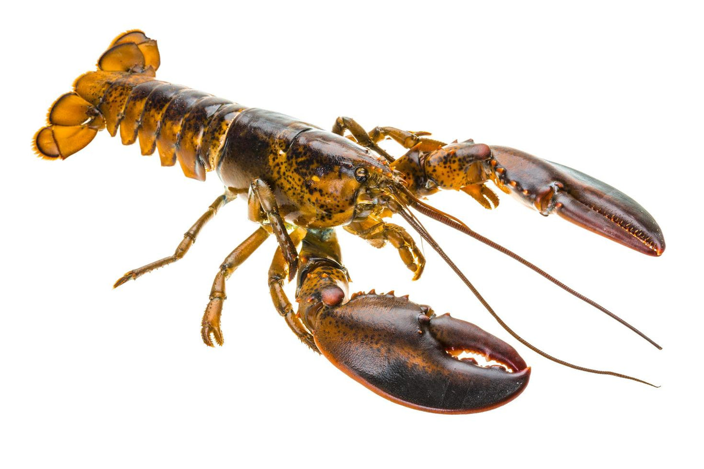 Live Boston Lobster (400-500G)