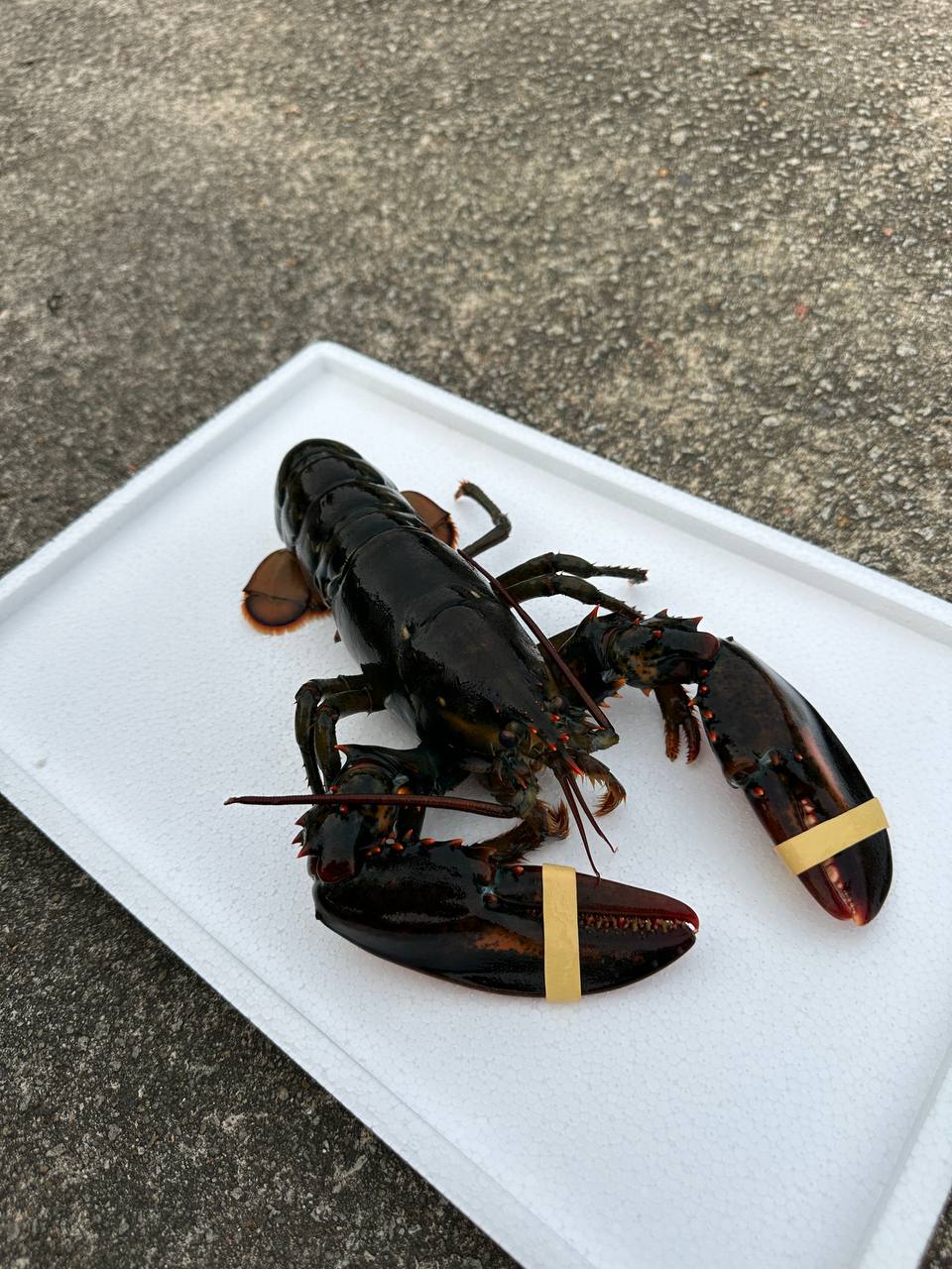 Live Boston Lobster (400-500G)