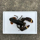 Live Boston Lobster (400-500G)