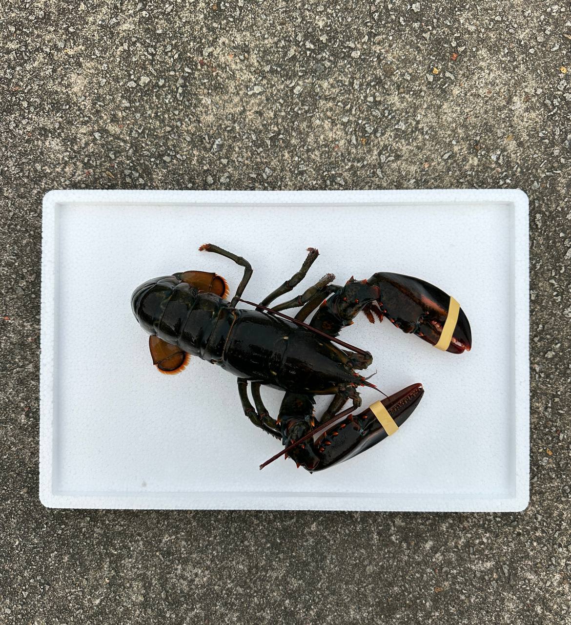 Live Boston Lobster (400-500G)