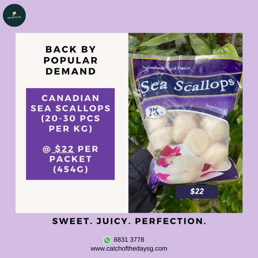 Canadian Sea Scallops (454G)