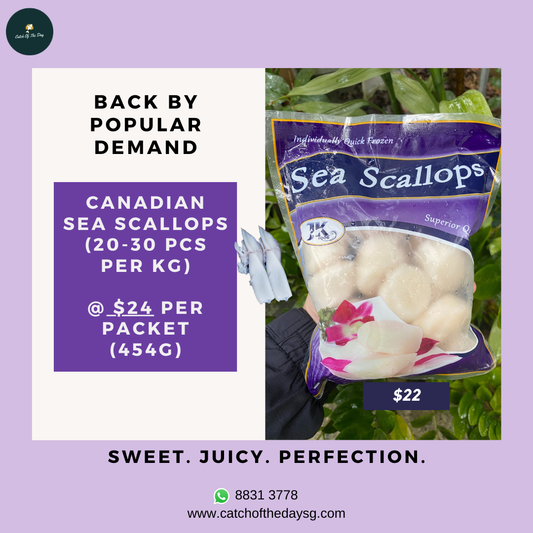 Canadian Sea Scallops (454G)