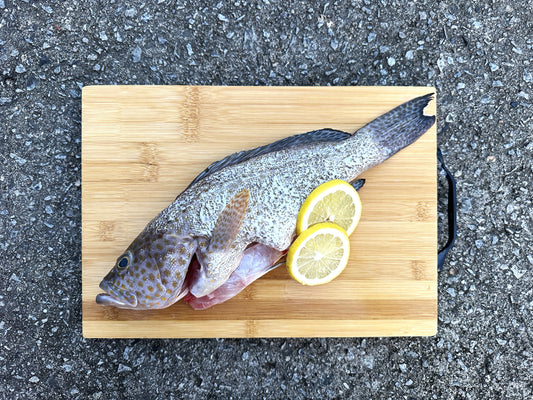 Flower Grouper 花斑 Whole (500-600G)