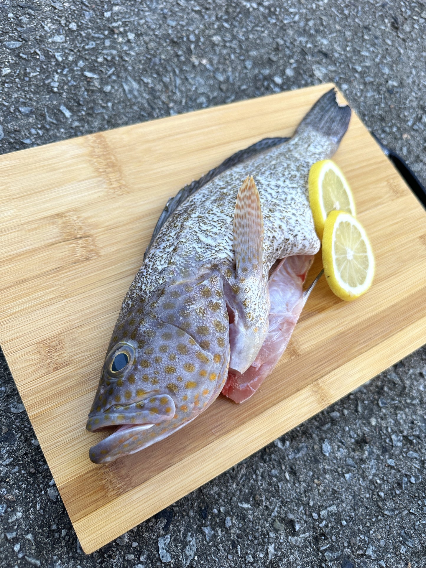 Flower Grouper 花斑 Whole (500-600G)