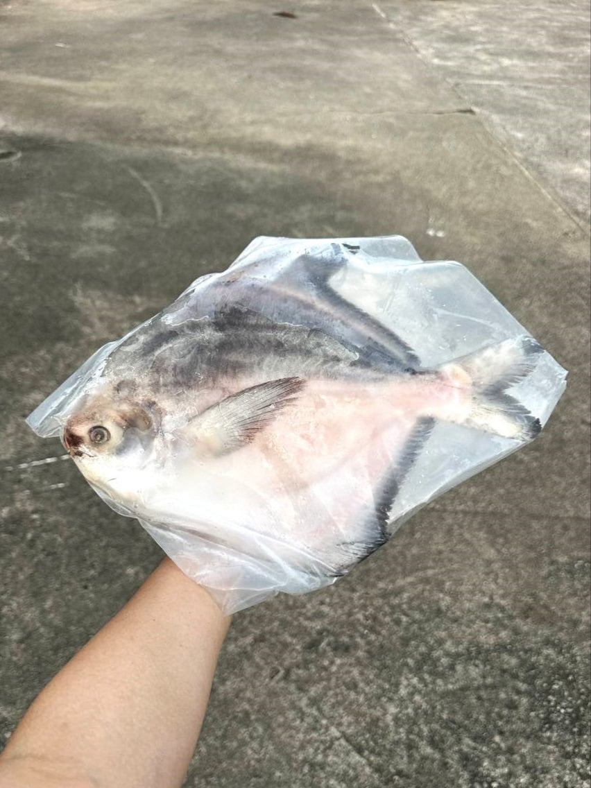 Frozen Large Chinese Pomfret for Chinese New Year