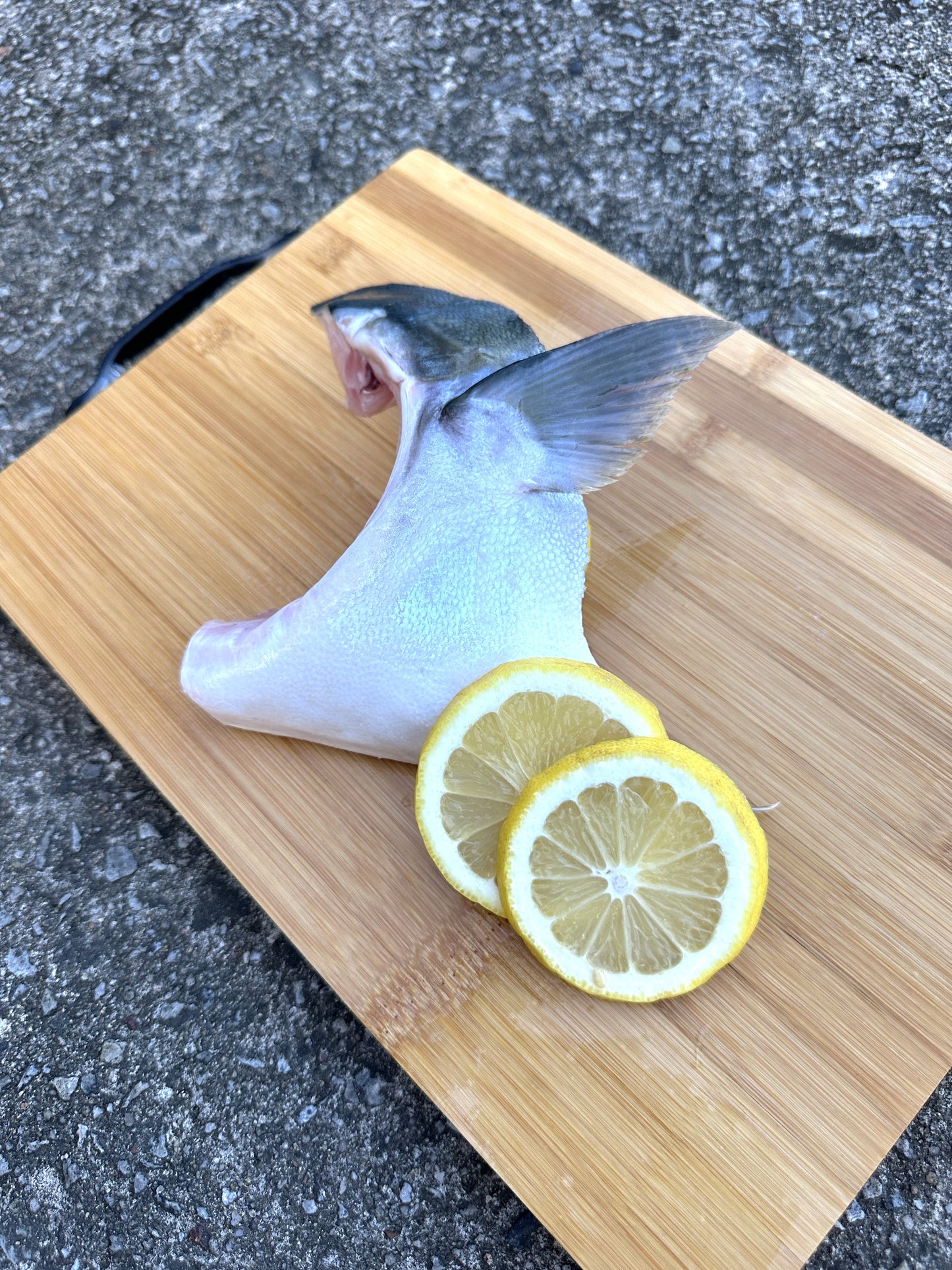 Hamachi Collar (180-230G)