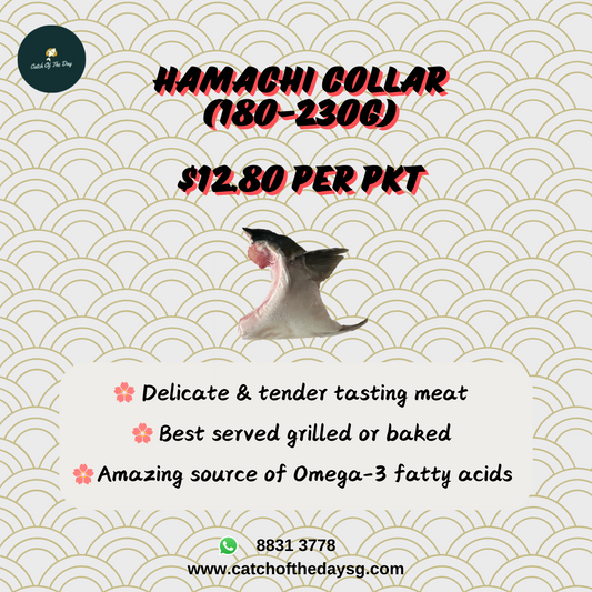 Hamachi Collar (180-230G)