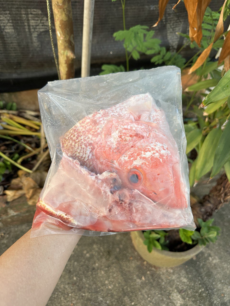 Red Snapper Fish Head (~1.2-1.3KG)