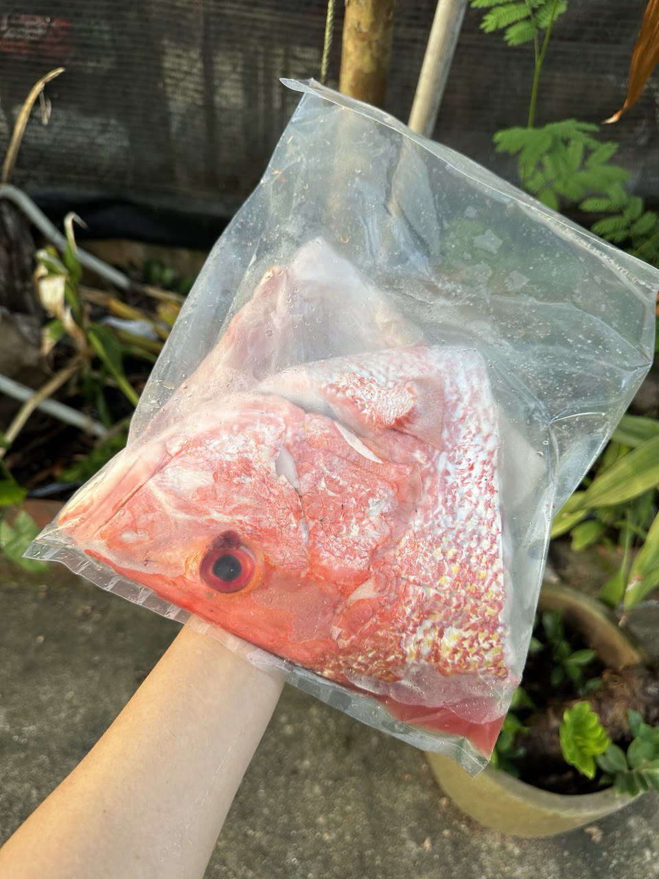 Red Snapper Fish Head (~1.2-1.3KG)