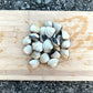 Live White Clams (1KG)