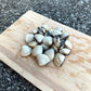 Live White Clams (1KG)