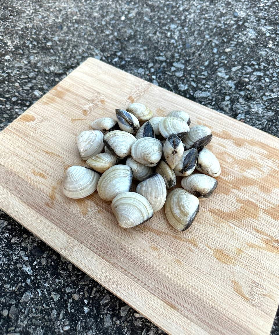 Live White Clams (1KG)