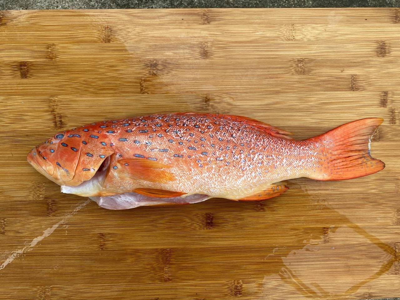 Red Grouper 红斑 Whole (500G - 1.2KG)