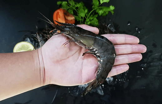 Farmed Tiger Prawns 老虎虾 (500G) - Catch Of The Day Singapore