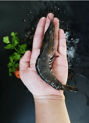 Farmed Tiger Prawns 老虎虾 (500G) - Catch Of The Day Singapore