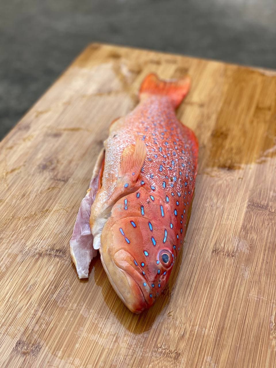 Red Grouper 红斑 Whole (500G - 1.2KG)