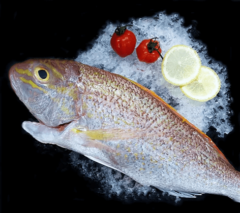 Sea Bream 红哥里 Whole (800G-1KG) - Catch Of The Day Singapore