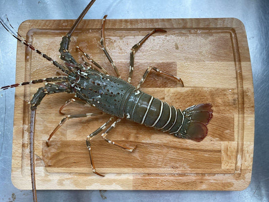 Live Spiny Lobster @ $75/KG