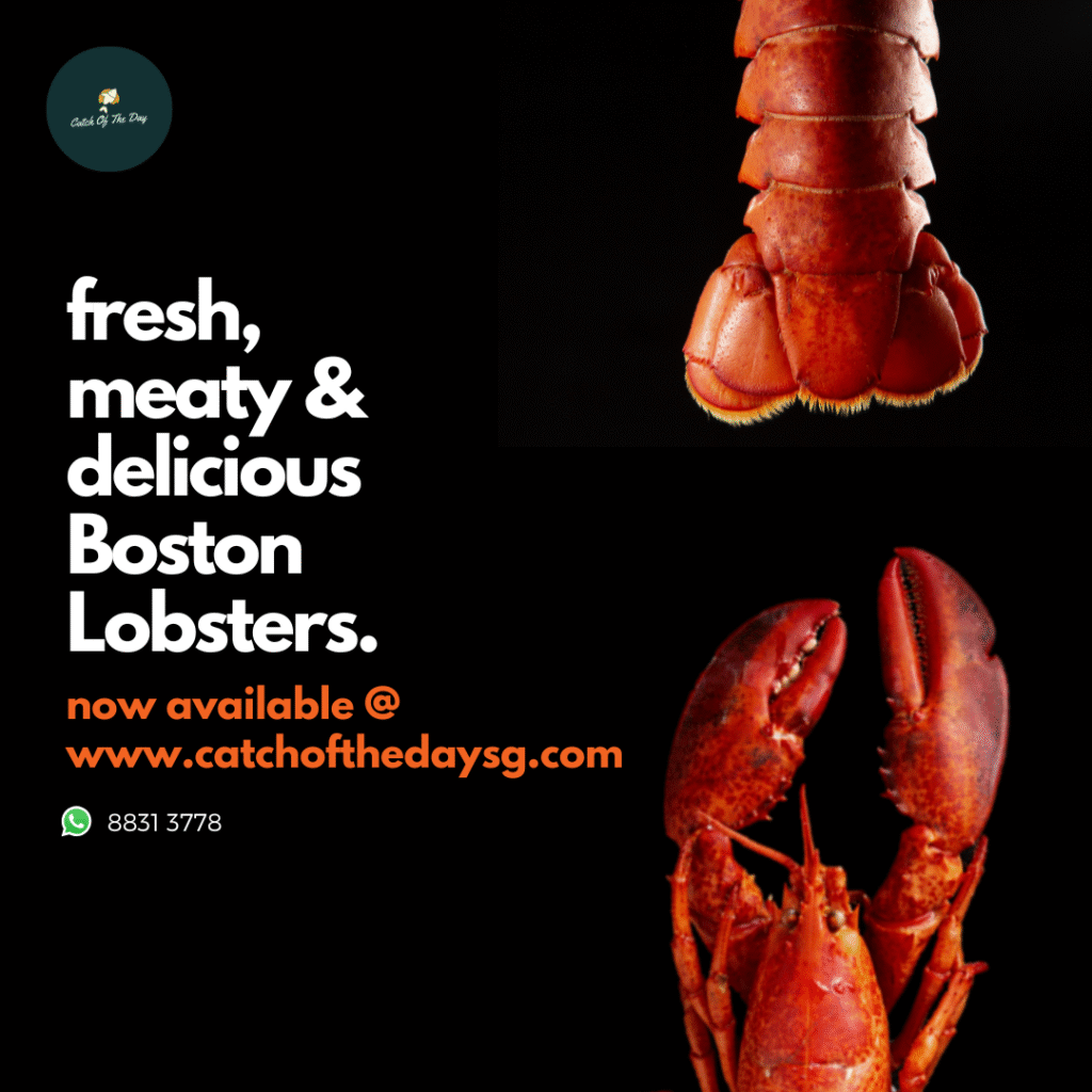 Fresh Live Boston Lobster on ice