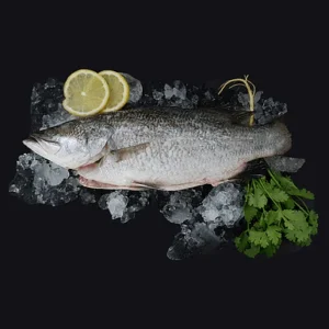 Farmed Barramundi/Seabass 金目卢 Whole (500-600G)