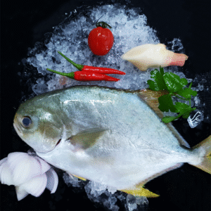 Farmed Golden Pomfret 金鲳 Whole (500-600G)