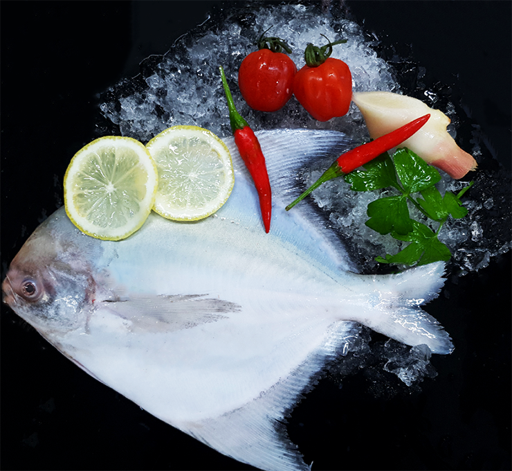 Chinese Pomfret 斗鲳 Whole