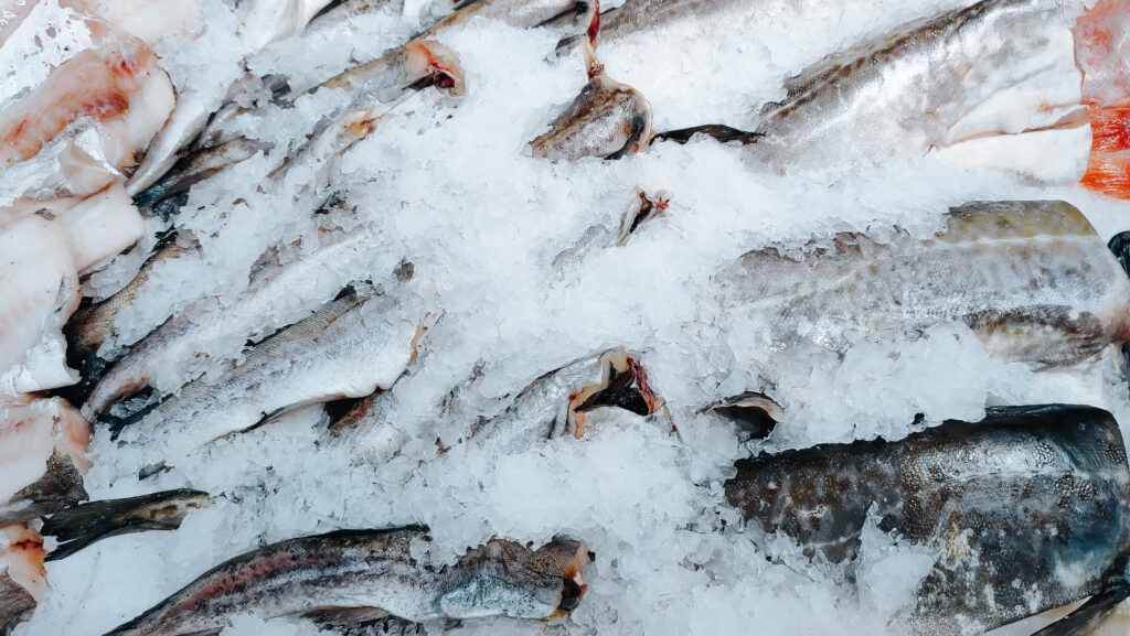 Fresh fish stored on ice to maintain quality for fish delivery