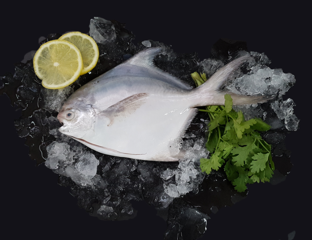 Whole pomfrets displayed on ice with lemon and herbs for fresh seafood preparation