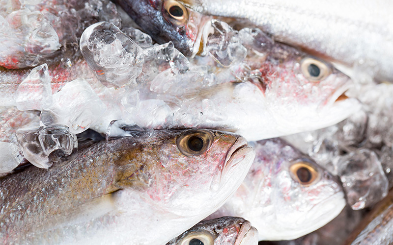 Fresh fish packed in ice for proper seafood storage.